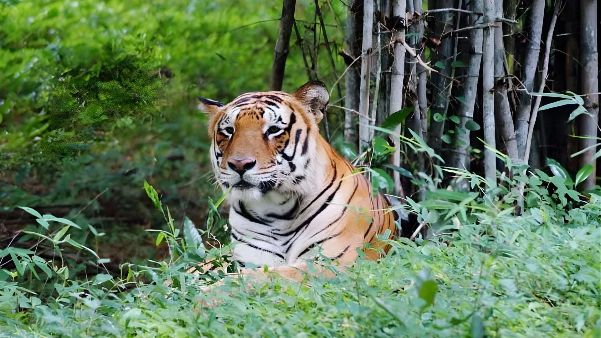 Bannerghatta Biological Park